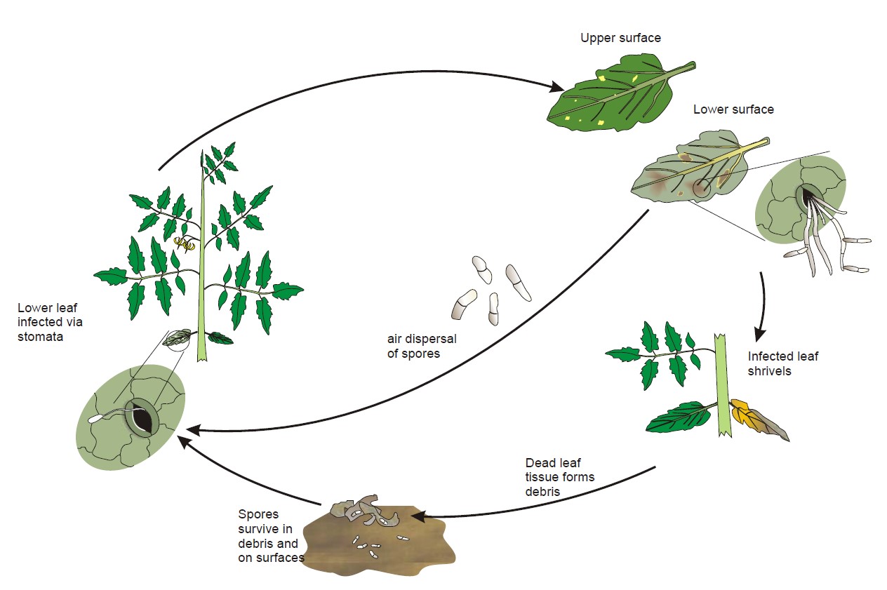 Life cycle diagram of Passalora fulva which causes tomato leaf mould. Copyright ADAS.